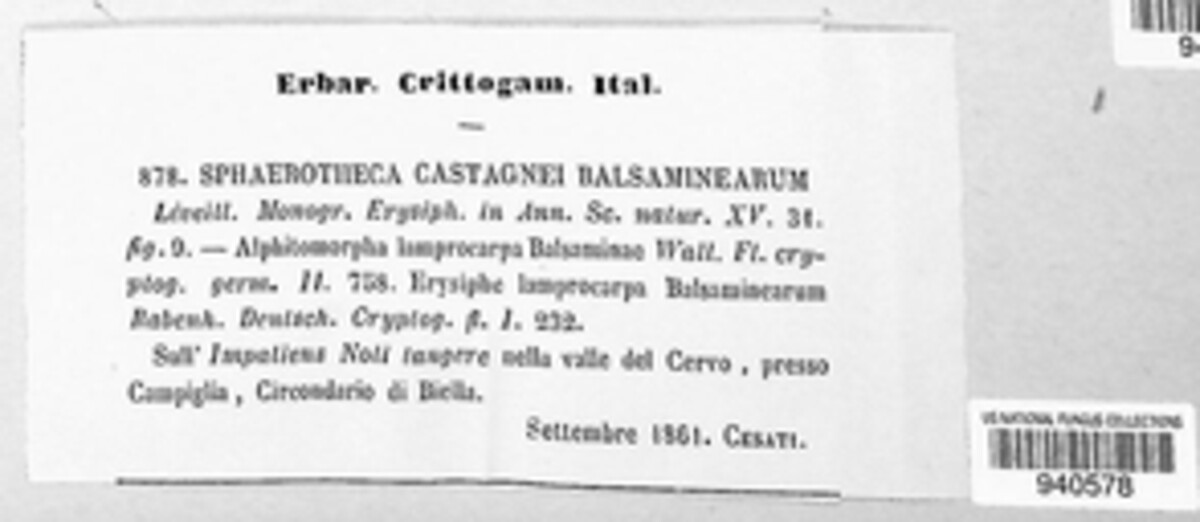 Sphaerotheca castagnei image